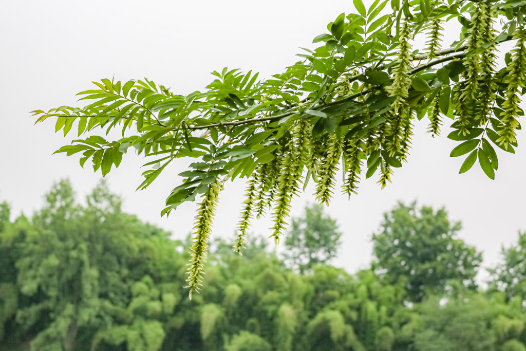 麻柳树下的记忆