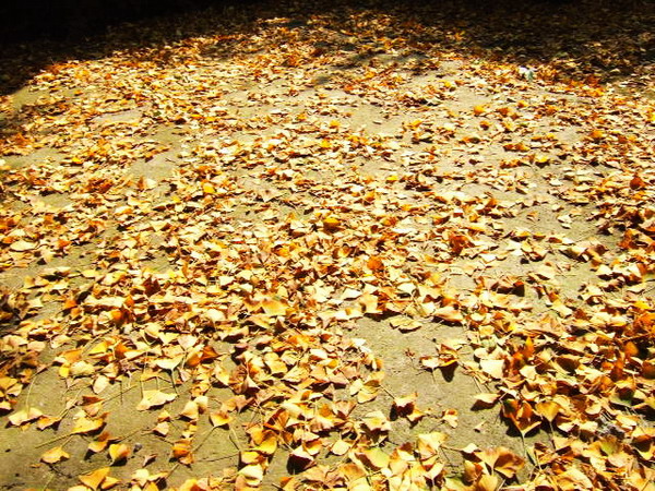 DSCF0743.JPG