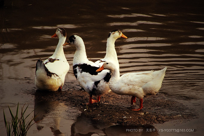 DSCF3691.jpg