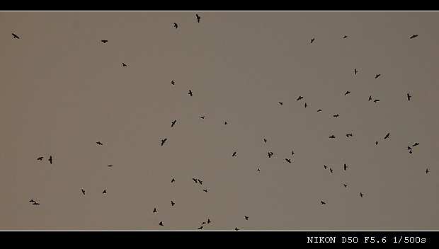 DSC_0428.jpg