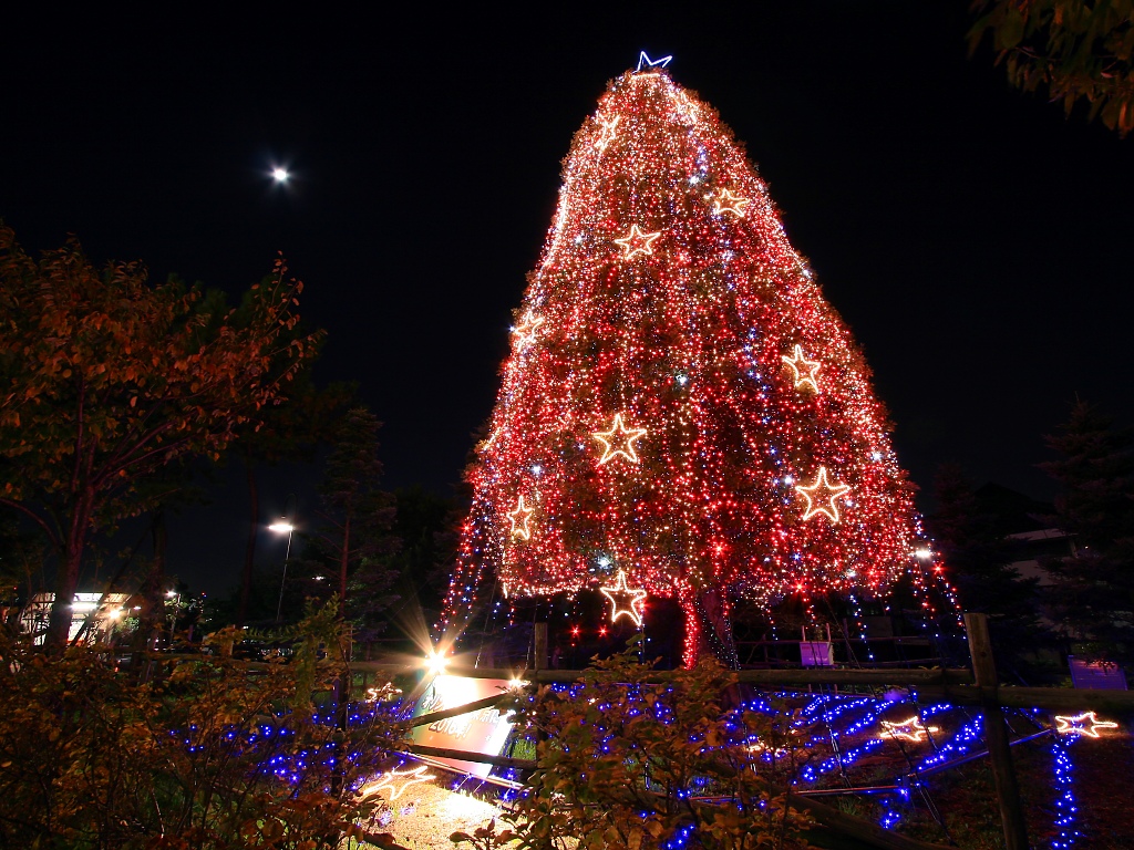 xmastree_7019.jpg