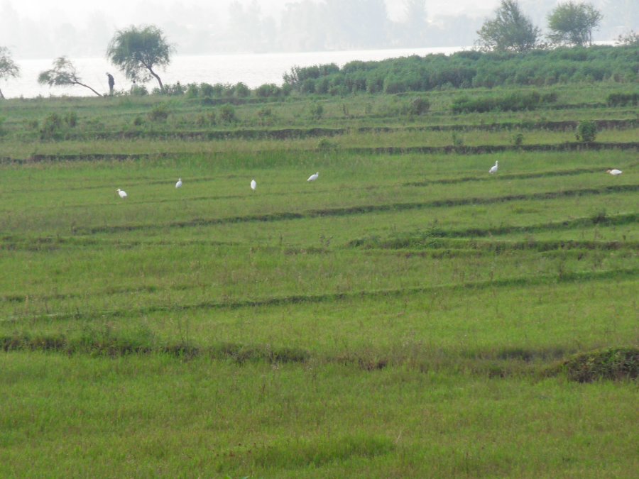 SDC11864.JPG