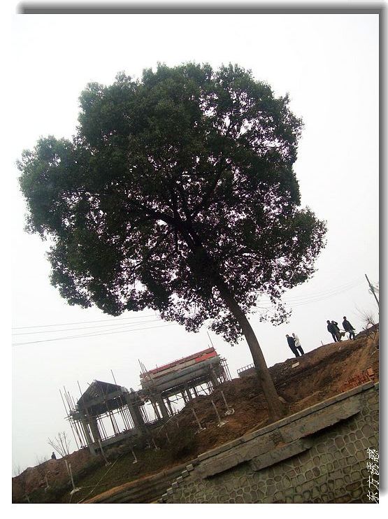 Ƭ 016.jpg