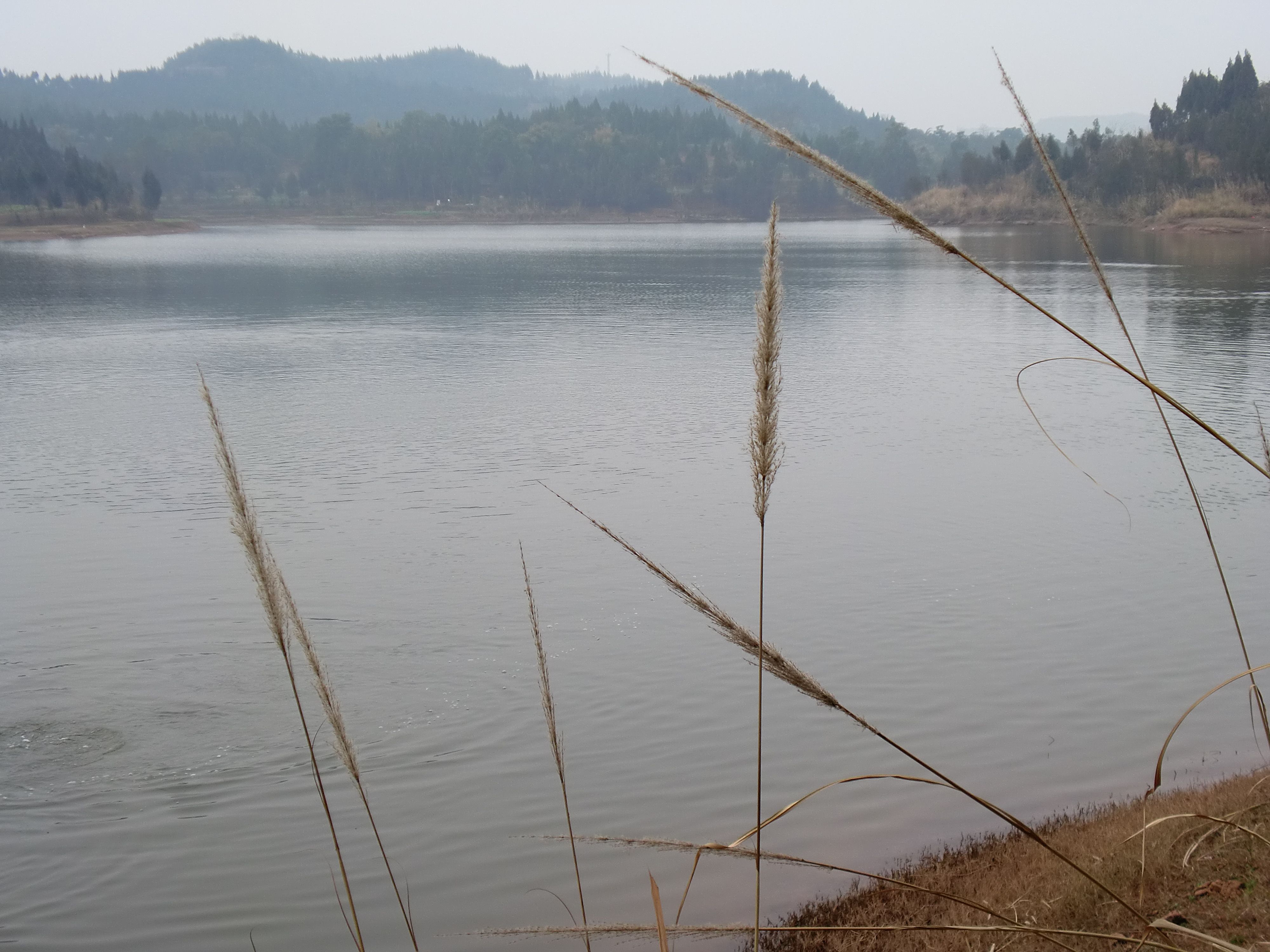 CIMG0417.jpg