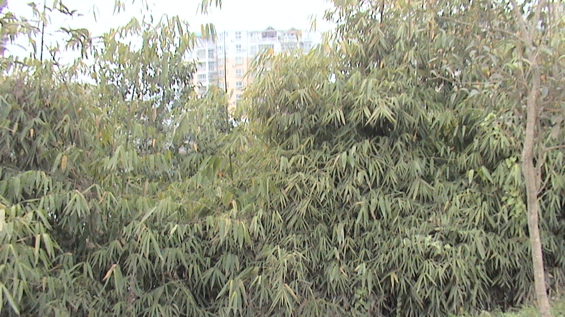 DSC00564.JPG