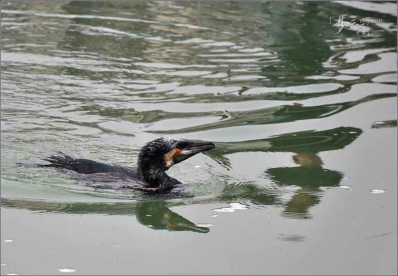 DSC_2087.jpg