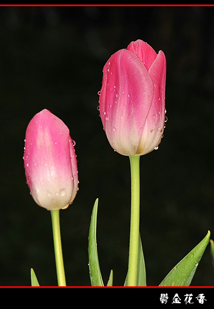 DSC_2606__conew1.jpg