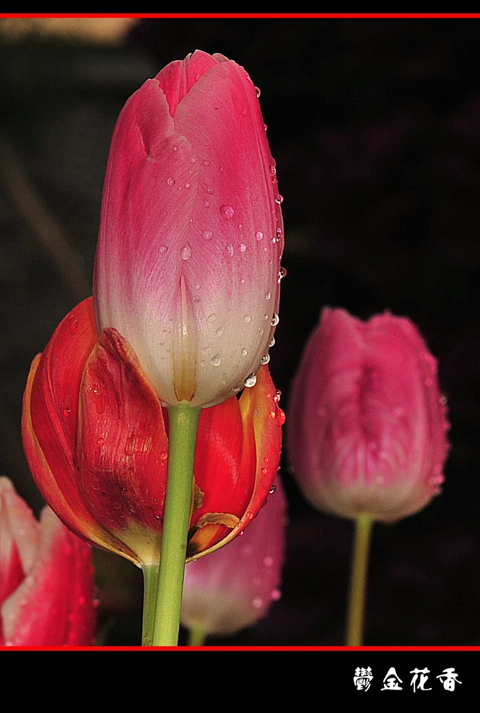 DSC_2631__conew1.jpg