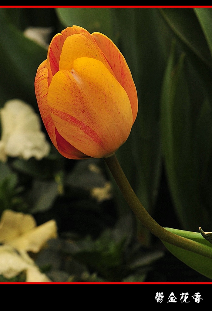 DSC_2648__conew1.jpg