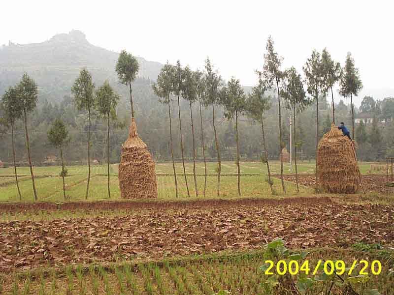 20041016214138776.jpg
