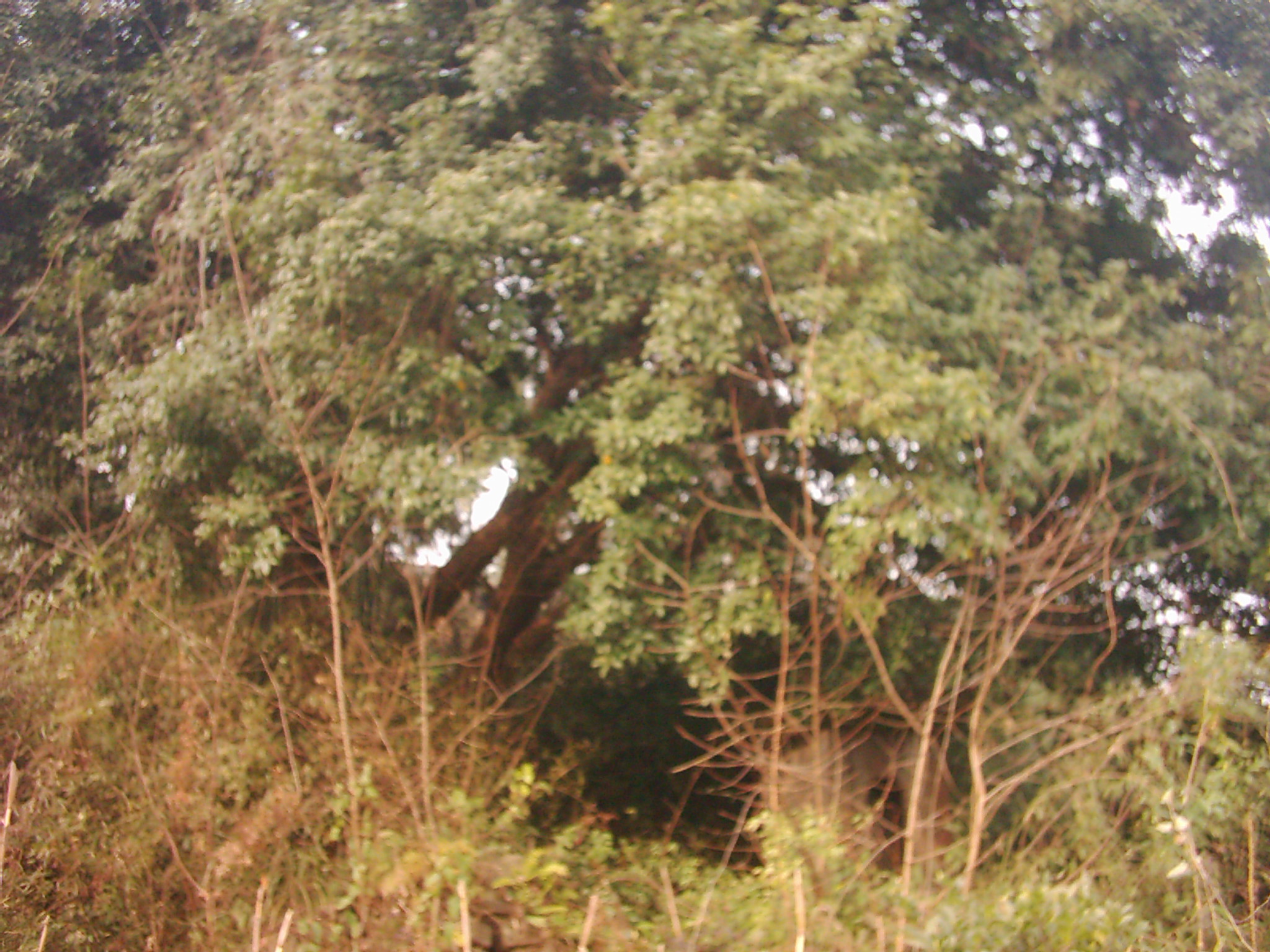 DSCI0006.JPG