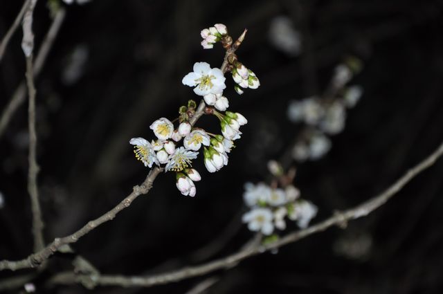 DSC_0961.JPG