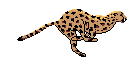 42.gif