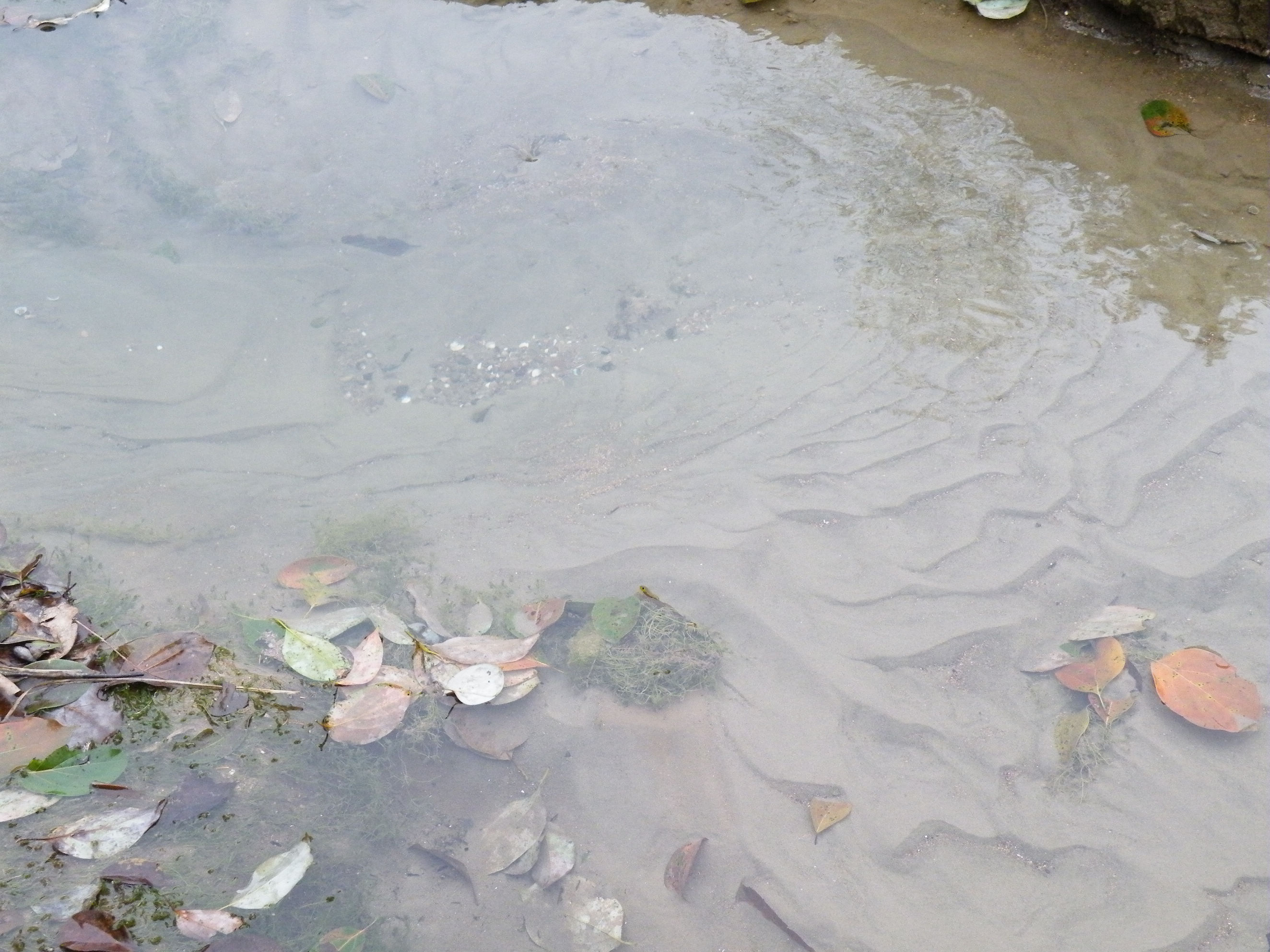 DSCF2233.JPG