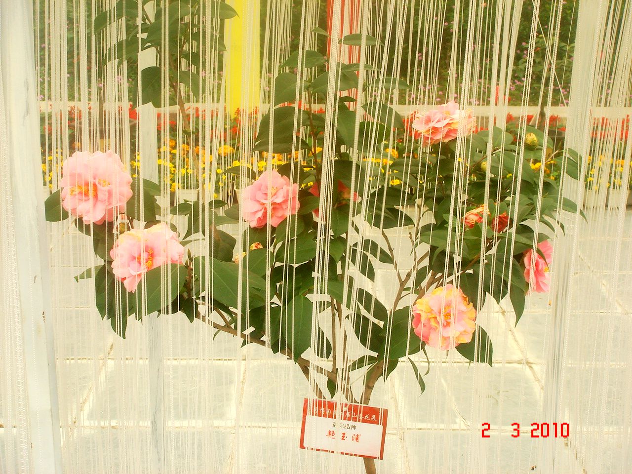 DSC02714.jpg