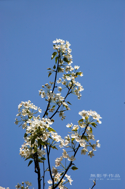DSC_0454.jpg