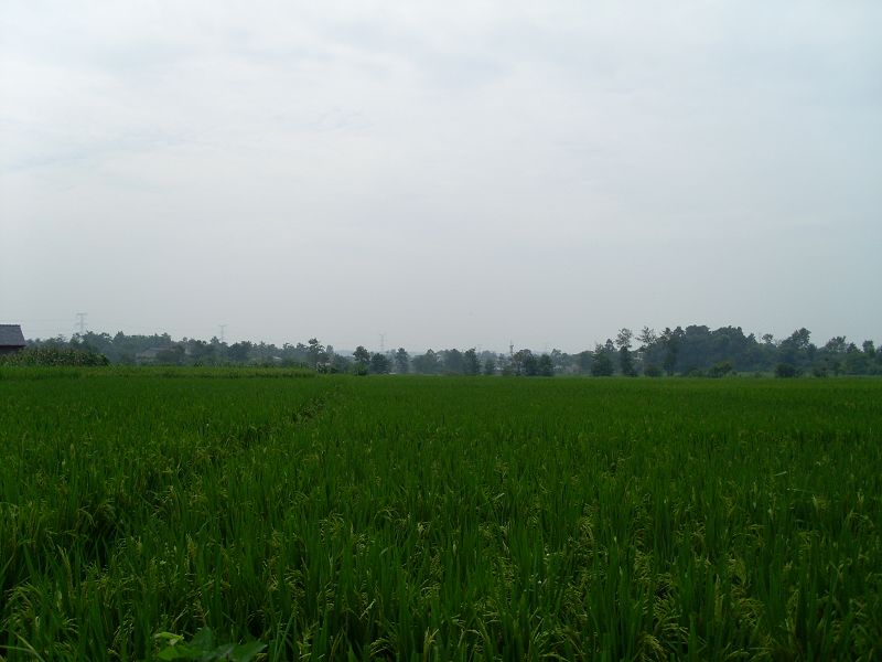 SL370826.JPG