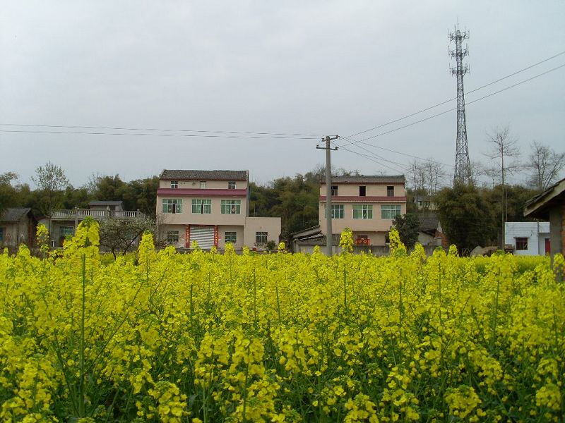 SL372799.JPG