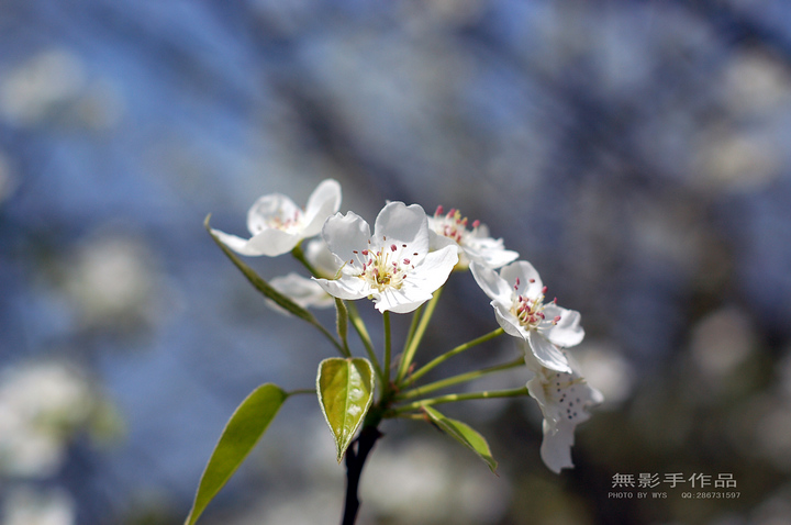 DSC_0516.jpg