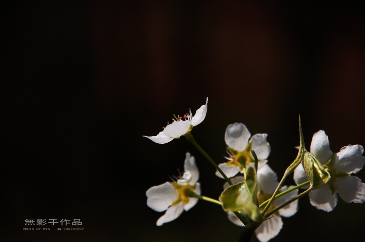 DSC_0534.jpg