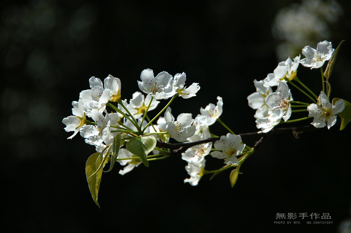 DSC_0562.jpg