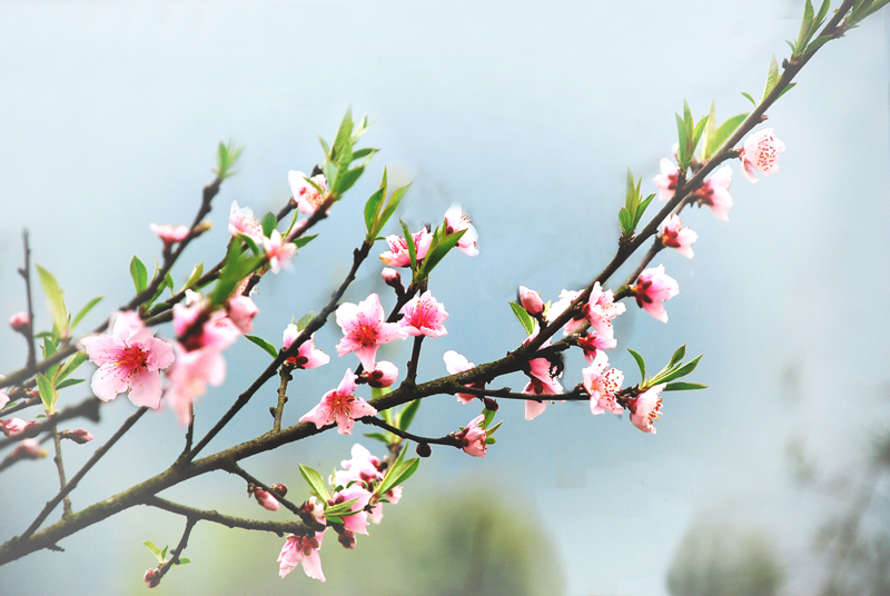 怎么学习唱桃花笑 10032510043b167d941d799e3f.jpg