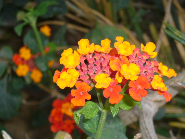 3.26.P1080482.JPG