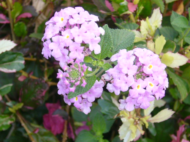 P1080485.JPG