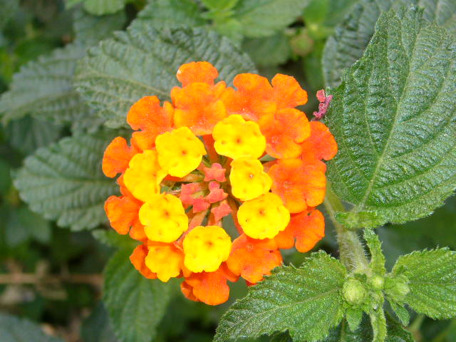 P1080491.JPG