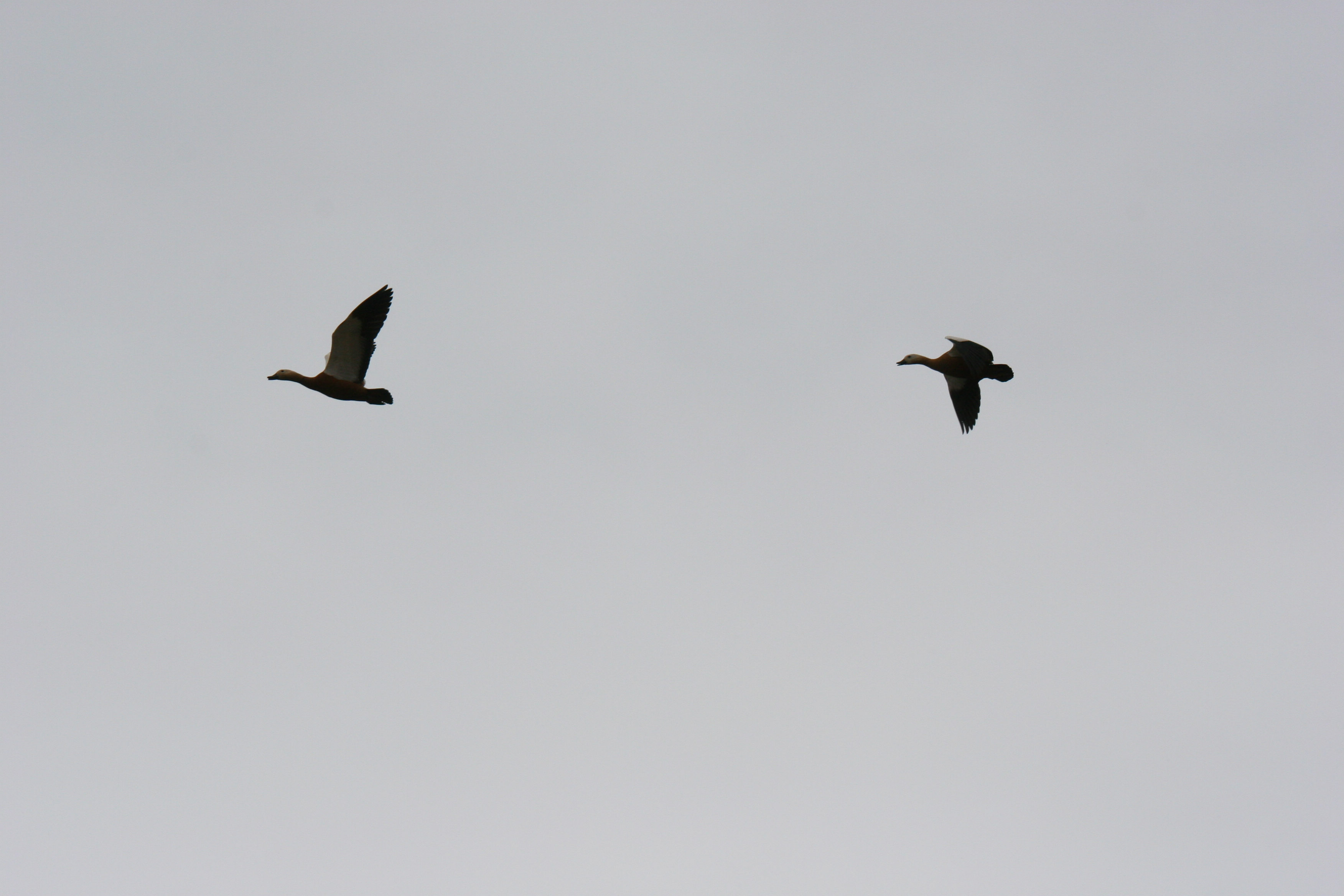 IMG_6270.jpg