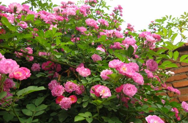 OOOPIC_changyue1903_2009061866f04c4a3c8be8e8.jpg