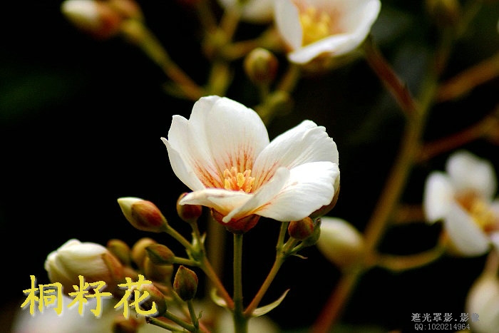 DSC03785.JPG