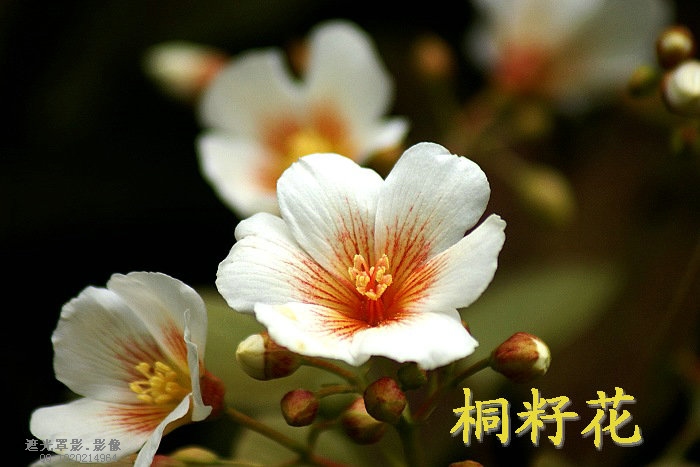 DSC03787.JPG