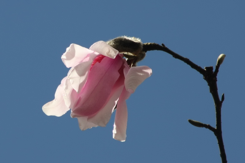 20090208_0e5a6de330c026c69d1ftq6ToJtaj66J.jpg