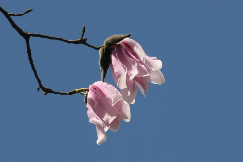 20090208_8f419f9bd66f42895572gTu4osS9ut77.jpg