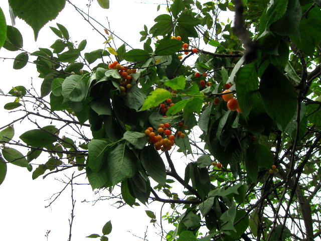 IMG_7874.jpg