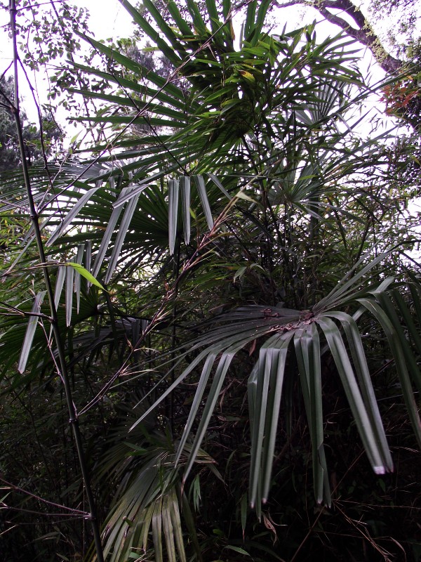 DSCF0112_conew1.jpg