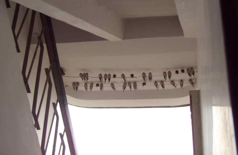 SDC17658.JPG