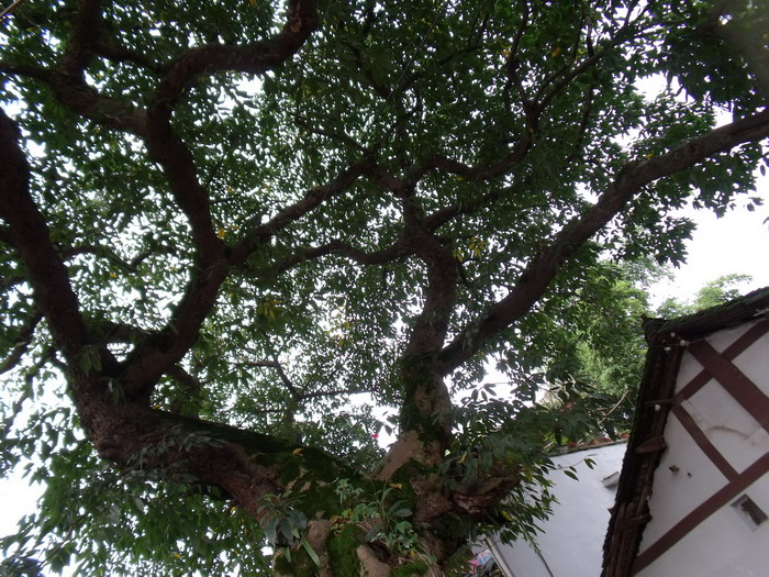 DSCF0107.jpg