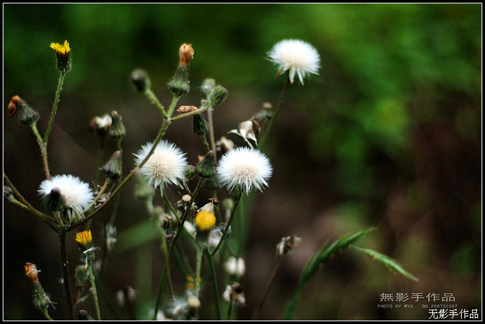 DSCF5811.jpg