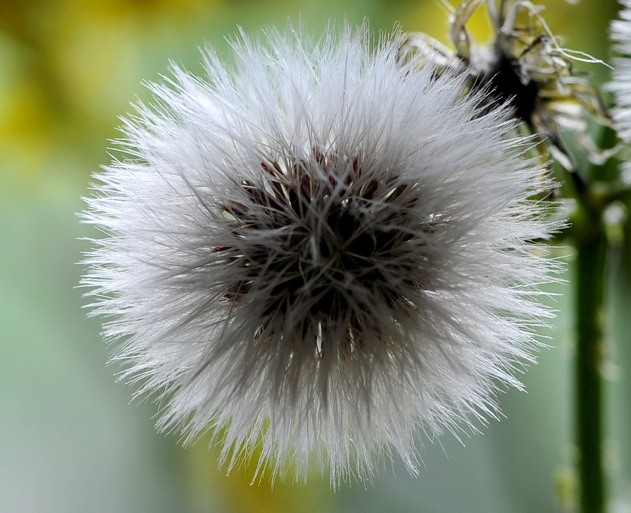  DSC_1151.jpg