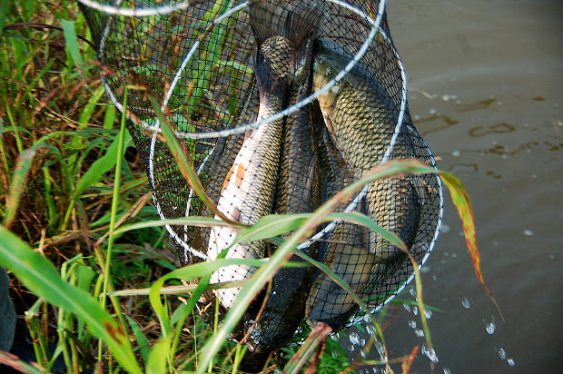 DSC_0247.jpg