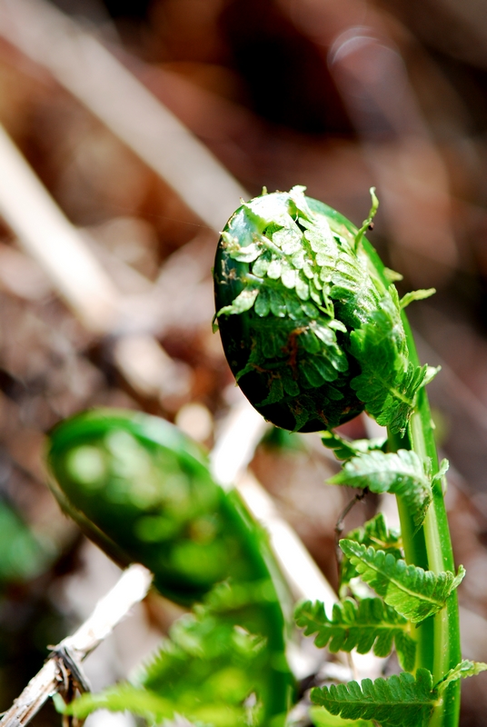 DSC_1300-1.jpg