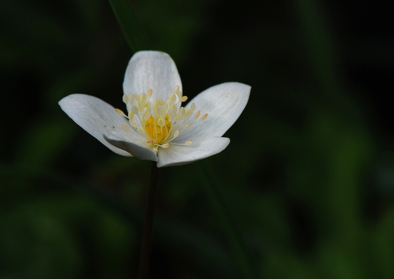 DSC_1294-1.jpg
