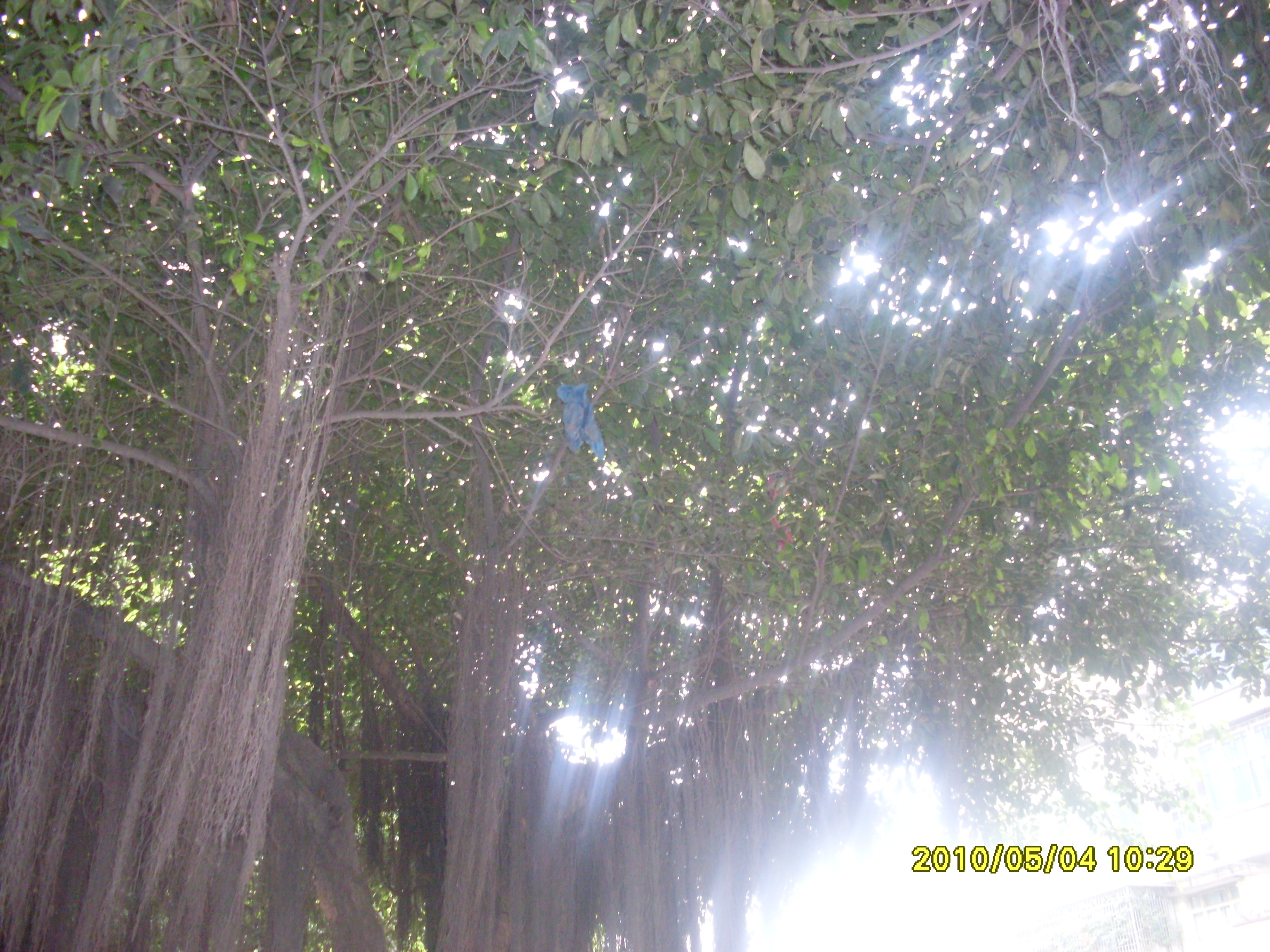 SDC11656.JPG