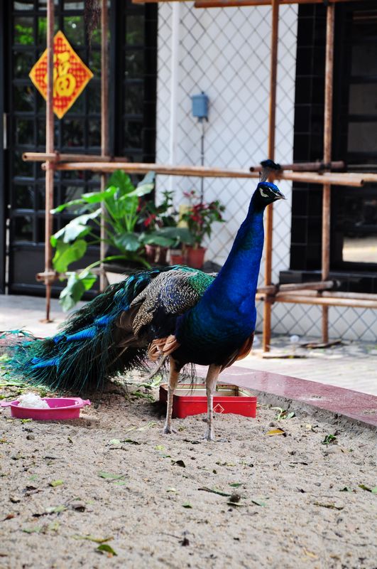 DSC_1387.JPG