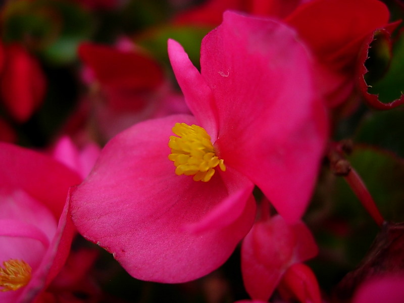DSCN0806.JPG