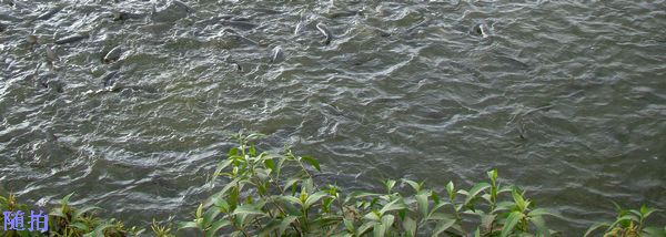 DSC06798.jpg