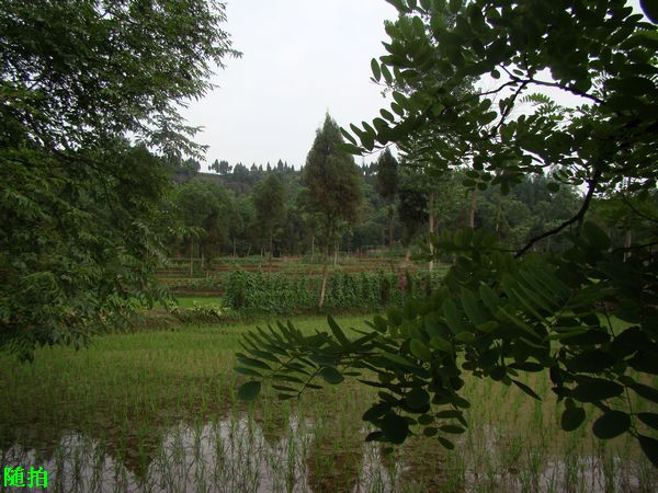 DSC07009.jpg
