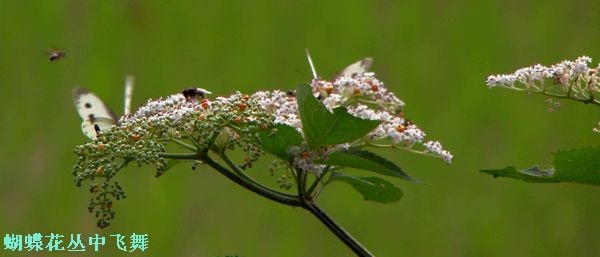 DSC07076.jpg